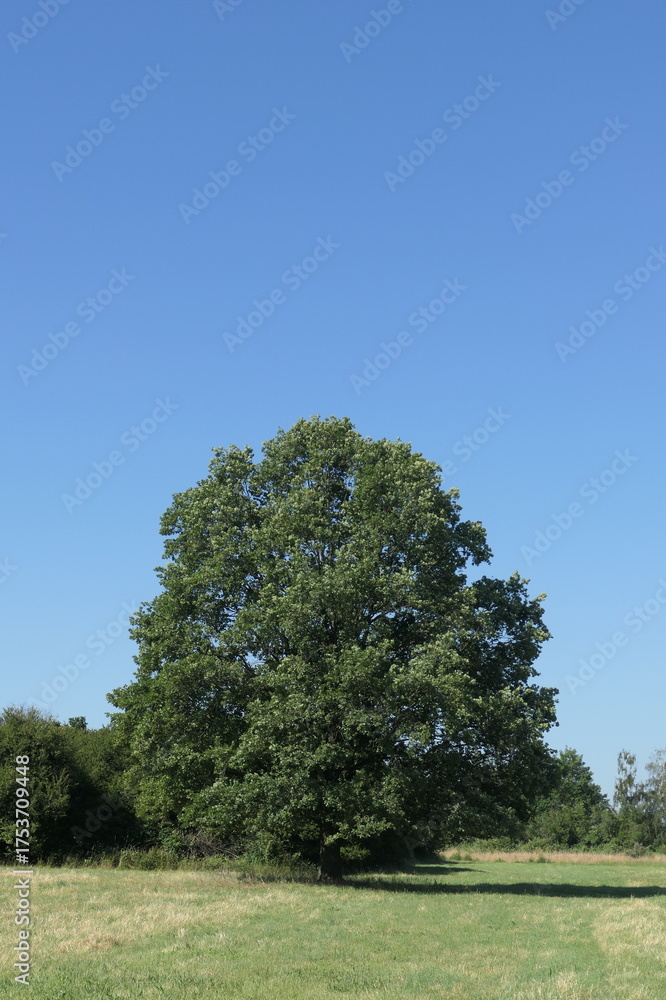 Fototapeta premium Eiche