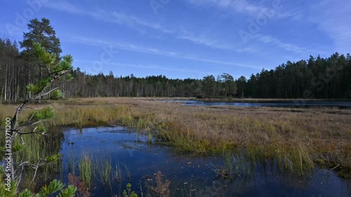 Calm Nordic Marsh Timelapse at Noon