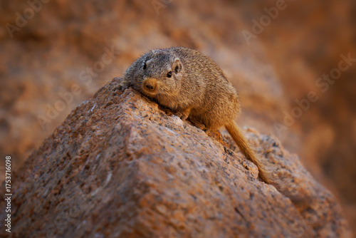 Dassie rat Petromus typicus or Noki, African rodent found among rocky outcroppings, similar habitats as hyrax, sometimes called rock rats, cute mouse like animal on the rock in Namibia