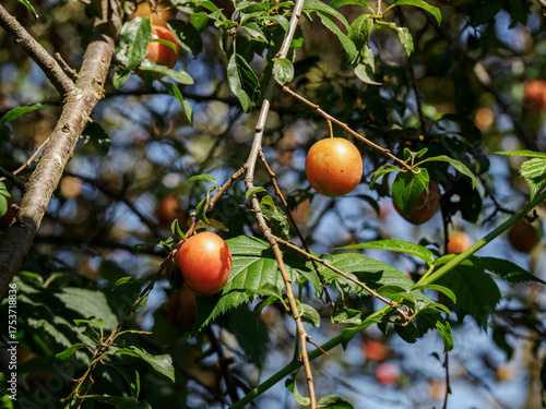 Wallpaper Mural Orange-colored round plums on a branch with leaves.
 Torontodigital.ca