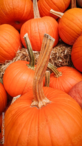 Detailed close up of orange pumpkins lying on straw, capturing texture and color of autumn harvest.