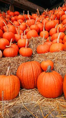 Beautiful display of orange pumpkins stacked on hay bales during fall harvest season on a farm.