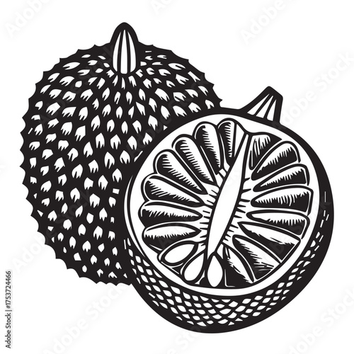 Illustration of a jackfruit isolated on white background, showcasing its spiky exterior and the fleshy segments within, rendered in a vintage woodcut style with bold lines and intricate details