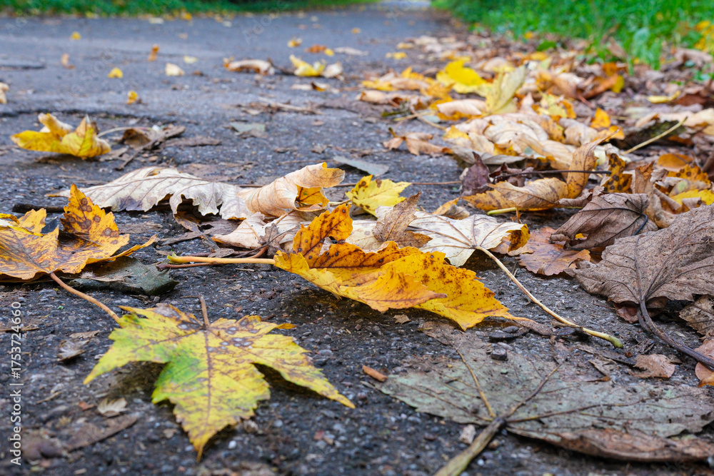 Fototapeta premium Colorful autumn leaves scattered on a path in the park during a cool afternoon