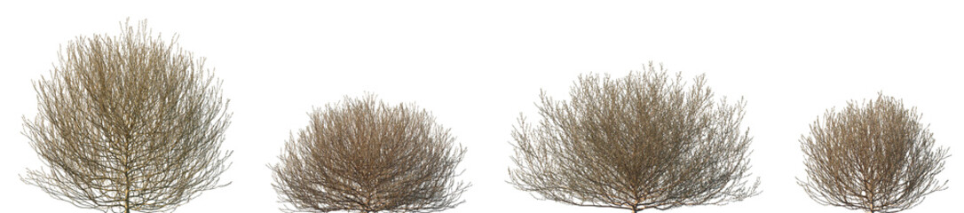 Set of Salsola tragus (common names such as prickly Russian thistle, windwitch, or common saltwort) frontal isolated png in sunny daylight on a transparent background perfectly cutout