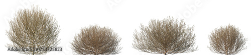 Set of Salsola tragus (common names such as prickly Russian thistle, windwitch, or common saltwort) frontal isolated png in sunny daylight on a transparent background perfectly cutout