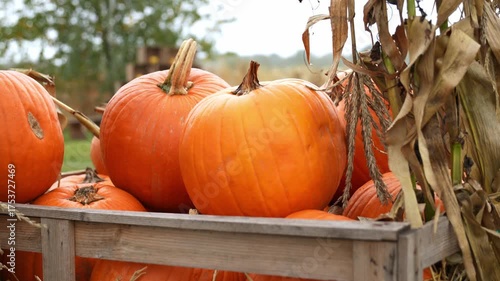Pumpkin harvest season in a farm field. Large wooden crate filled with freshly picked pumpkins during autumn harvest. Warm natural light highlights the orange pumpkins in the crate.