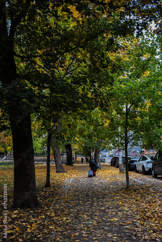Fototapeta premium Autumn Walk under Nordic Trees