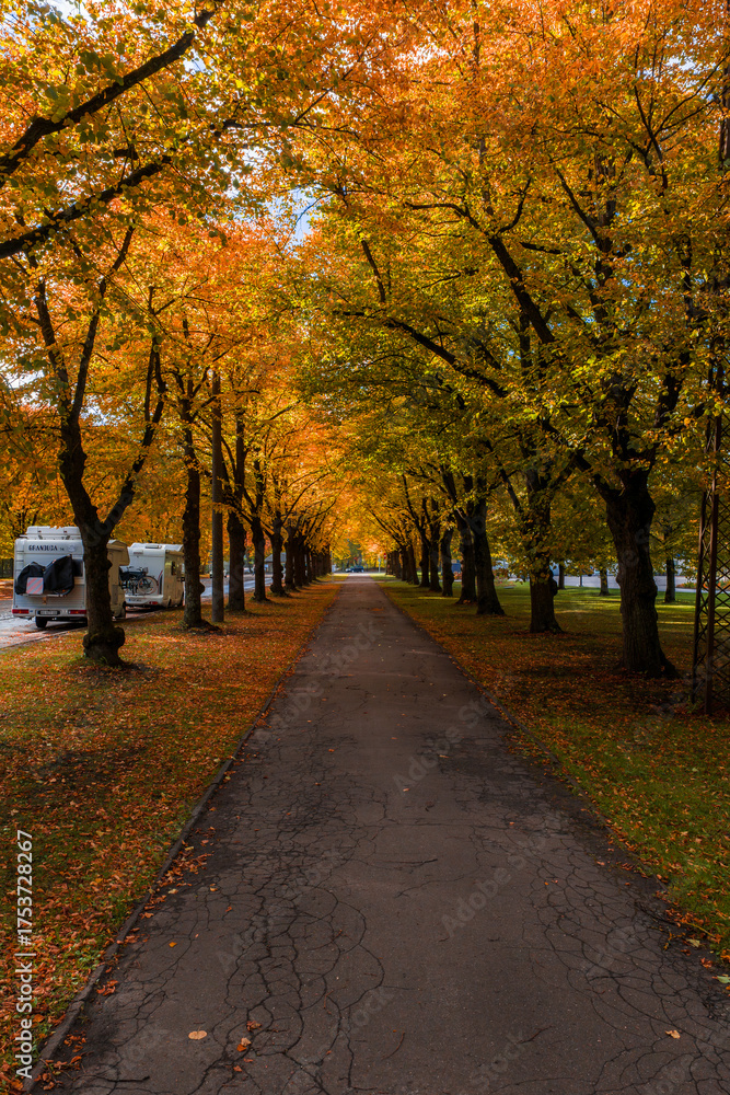 Fototapeta premium A straight tree lined path in Riga, Latvia shows peak autumn color. Cracked asphalt, parked vehicles, and warm diffused light form a symmetrical tunnel of fallen leaves.
