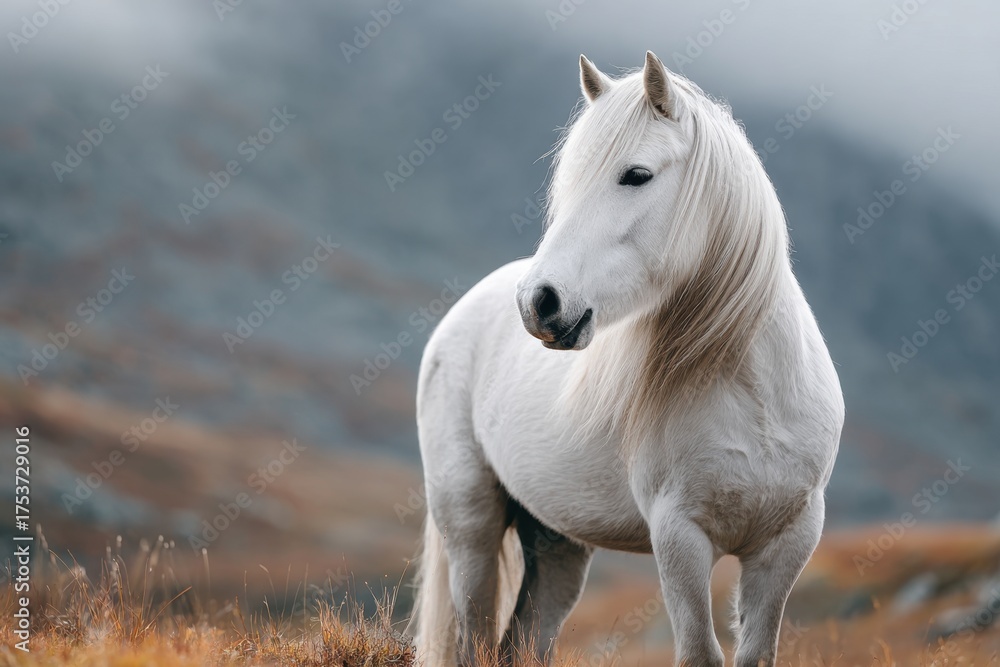 Obraz premium Cute white horse in a misty landscape