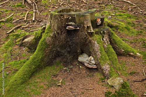 Tree stump with moss and bracket fungis in Javornik, South Bohemian Region, Czech Republic, Europe

