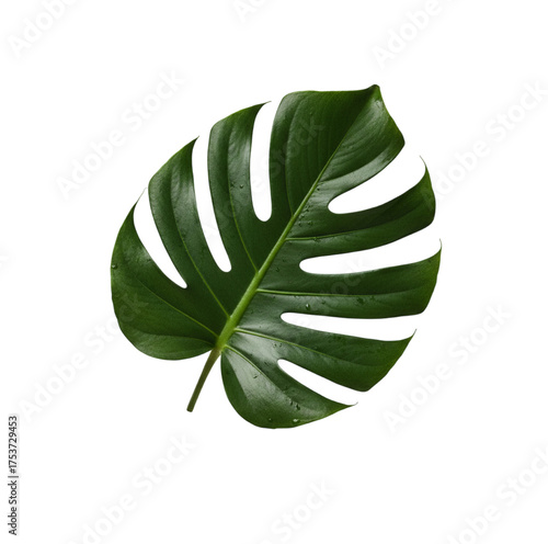 monstera fresh green leaf