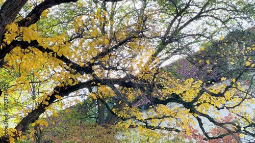 Warsaw, the capital of Poland, and the leaves painted in autumn colors
