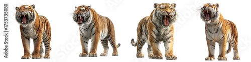 Magnificent tigers roaring with ferocity, embodying strength and power, perfect for wildlife documentaries, conservation campaigns, and impactful visual storytelling