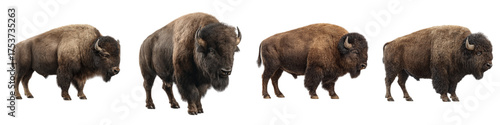 Majestic herd of American bison, symbols of the Great Plains and wildlife conservation, perfect for educational materials and nature documentaries, originally a scalable graphic