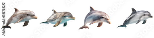 Delightful pod of dolphins swimming gracefully, a joyful celebration of marine life and ocean conservation, perfect for educational materials and ocean themed designs