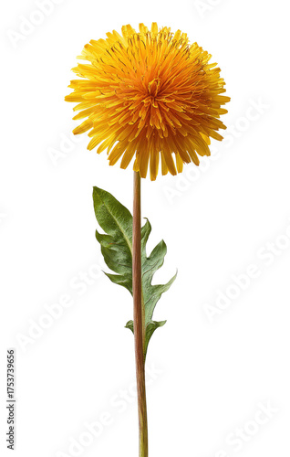 Wallpaper Mural Single dandelion flower, vibrant yellow head, green leaves,  isolated on black Torontodigital.ca