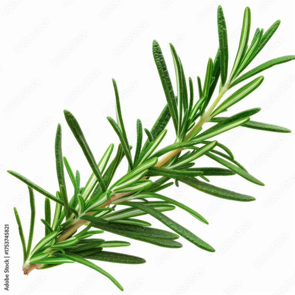 Fototapeta premium Fresh rosemary leaves isolated on a bright white background for culinary and decorative use