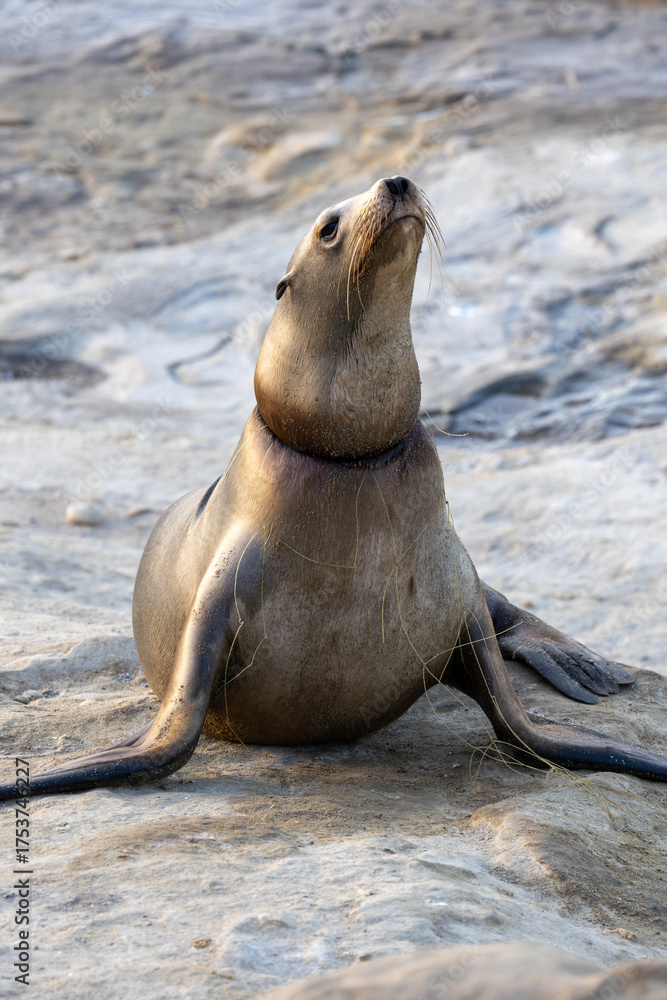 Fototapeta premium California Sea Lion with Net Entanglement at La Jolla Cove (San Diego, California)