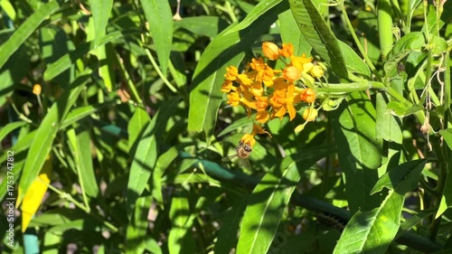 4K HD video of a bee collecting pollen from French Lavendar flowers on a windy day. Hand held video
