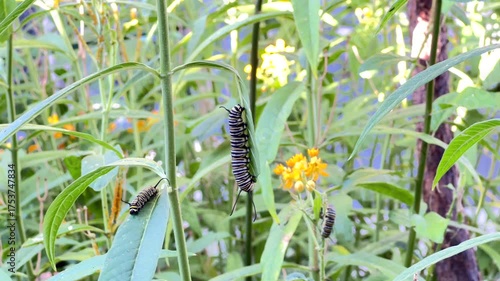 4K HD Video of monarch butterfly caterpillars on milkweed plants eating leaves