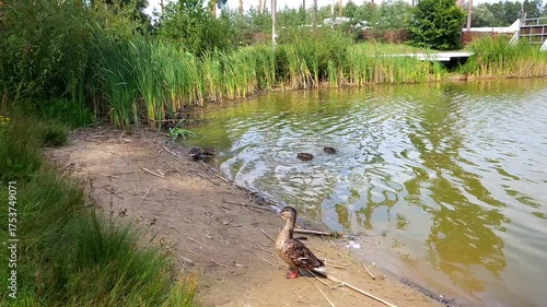 A summer pond in the forest with ducks swimming and walking along the shore