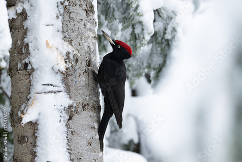 クマゲラ / Black woodpecker in a snowy forest of Hokkaido