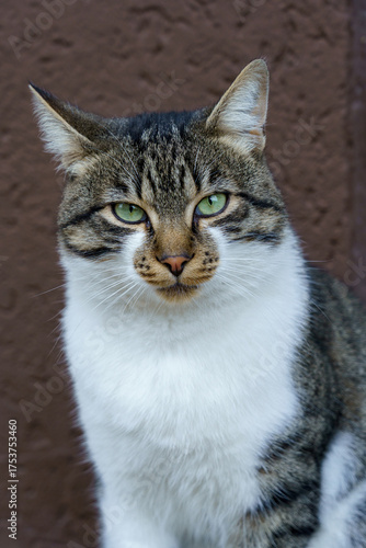 Bold tabby cat with striking green eyes resting against a brown background