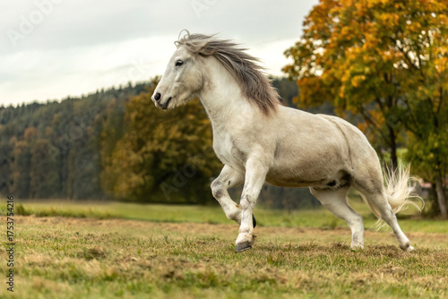 Obraz na płótnie Icelandic horse running freely in autumn landscape, dynamic equine portrait in n
