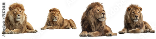 Majestic lions resting, embodying power and grace, ready for use in wildlife documentaries, conservation campaigns, or captivating branding projects, originally a scalable graphic