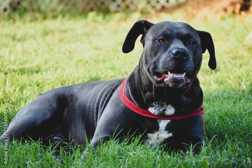 Dog with Red Harness Resting on Green Grass - Animal Outdoors