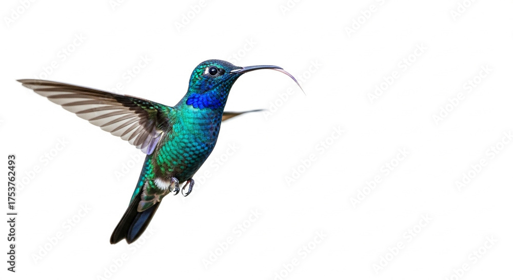 Fototapeta premium Hummingbird in Flight A Colorful Bird with a Long Tongue on a White Background