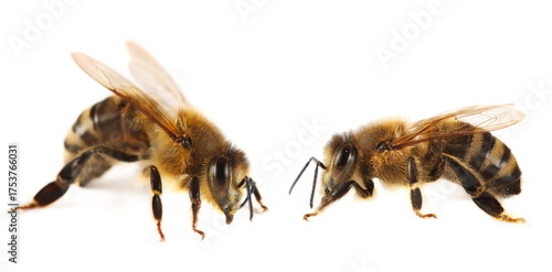 Картината върху платно Honeybee isolated on white background, clipping path