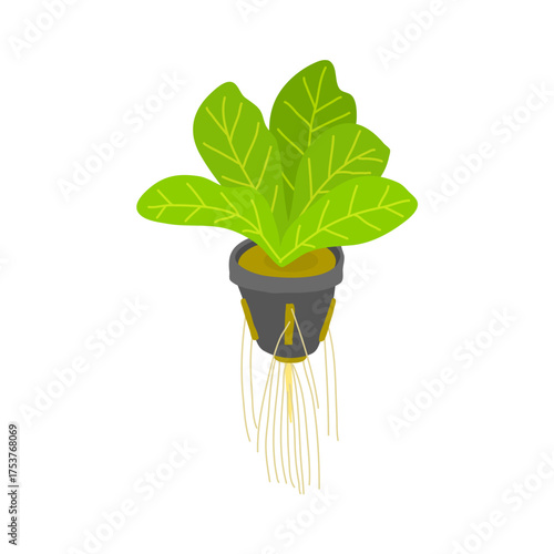 Healthy Hydroponic Leafy Plant in Net Pot with Visible Roots – Modern Soil-less Cultivation