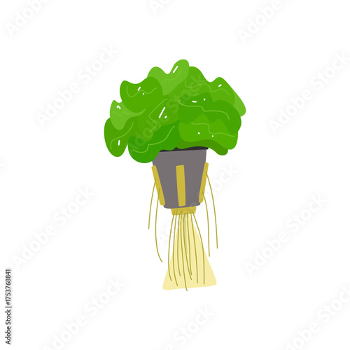 Lettuce Plant Placed in Netpot for Hydroponic System With Hanging Roots