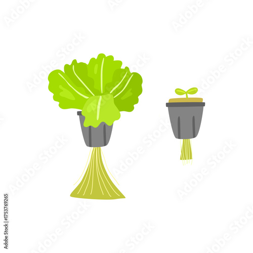Illustration of Hydroponic Lettuce Growing at Different Growth Stages