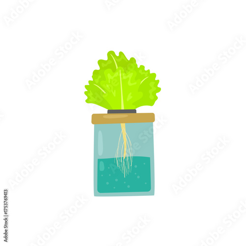 Hydroponic Lettuce in Glass Jar with Roots Visible and Nutrient Solution