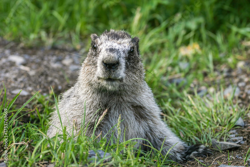 Hoary Marmot Close-up Portrait. Alaska Wildlife, Natural Habitat