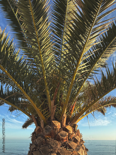 Palm tree with blue sky background