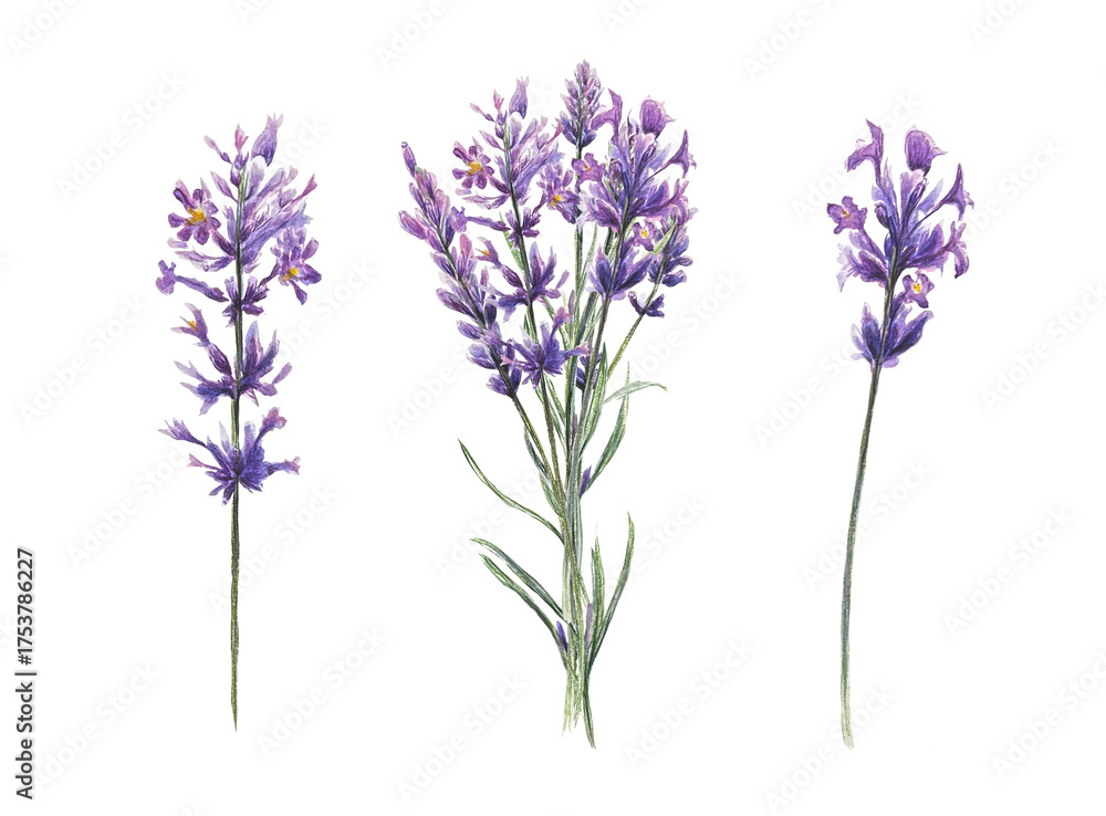 Fototapeta premium Lavender watercolor stems on white background. Ideal for botanical prints, natural product labels, posters, invitations, and summer floral stationery.