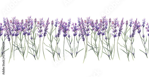 Φωτογραφία Lavender watercolor floral border on white background
