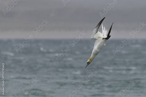 Ganet Diving off Horgabost Beach, Isle of Harris, Scotland