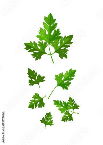Leaf or branch of parsley stock illustration