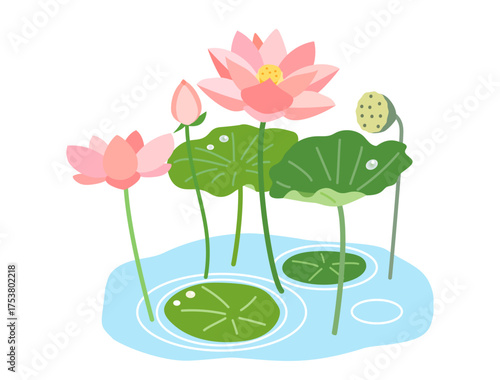 池になる蓮の花と葉と実をイメージしたイラスト