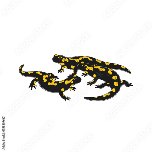 Three fire salamanders isolated on white background, showcasing their distinctive black bodies adorned with vibrant yellow spots, creating a striking contrast and highlighting their unique patterns