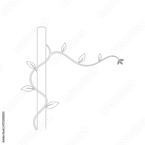 Climbing vine gracefully twining around a pole, its delicate leaves reaching for the sky, isolated on white background a symbol of growth and connection, its verdant embrace enchants