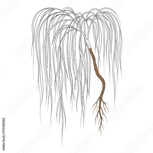 Illustration of a weeping willow tree isolated on white background, showcasing its cascading branches and distinctive silhouette in a minimalist and elegant design