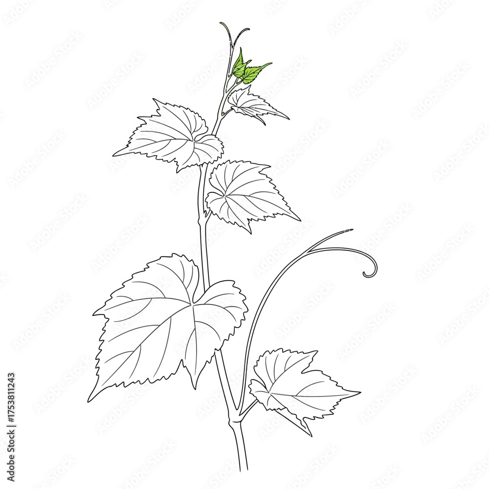 Obraz premium A grape vine branch with leaves, isolated on white background a detailed line art illustration of a plant, showcasing its growth and natural beauty, with green leaves