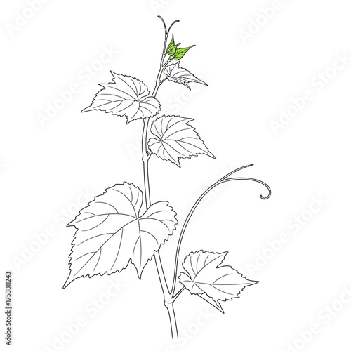 A grape vine branch with leaves, isolated on white background a detailed line art illustration of a plant, showcasing its growth and natural beauty, with green leaves