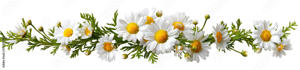 Fototapeta premium A cluster of white daisies with yellow centers, nestled amongst green leaves, forms a horizontal decorative arrangement